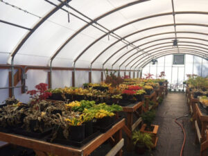 Solexx Covered Greenhouse in Spokane Washington growing Bonsai 