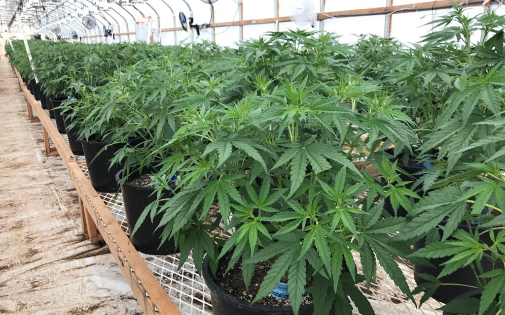 Hemp plants being grown in a commercial greenhouse with Solexx greenhouse covering.