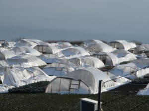 Poly Film Greenhouses Collapse Due to Heavy Snow