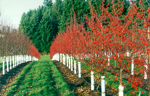 Trees in an orchard with tree guards on the trucks of the trees