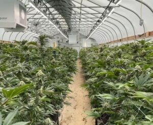 Cannabis plants in a growers greenhouse