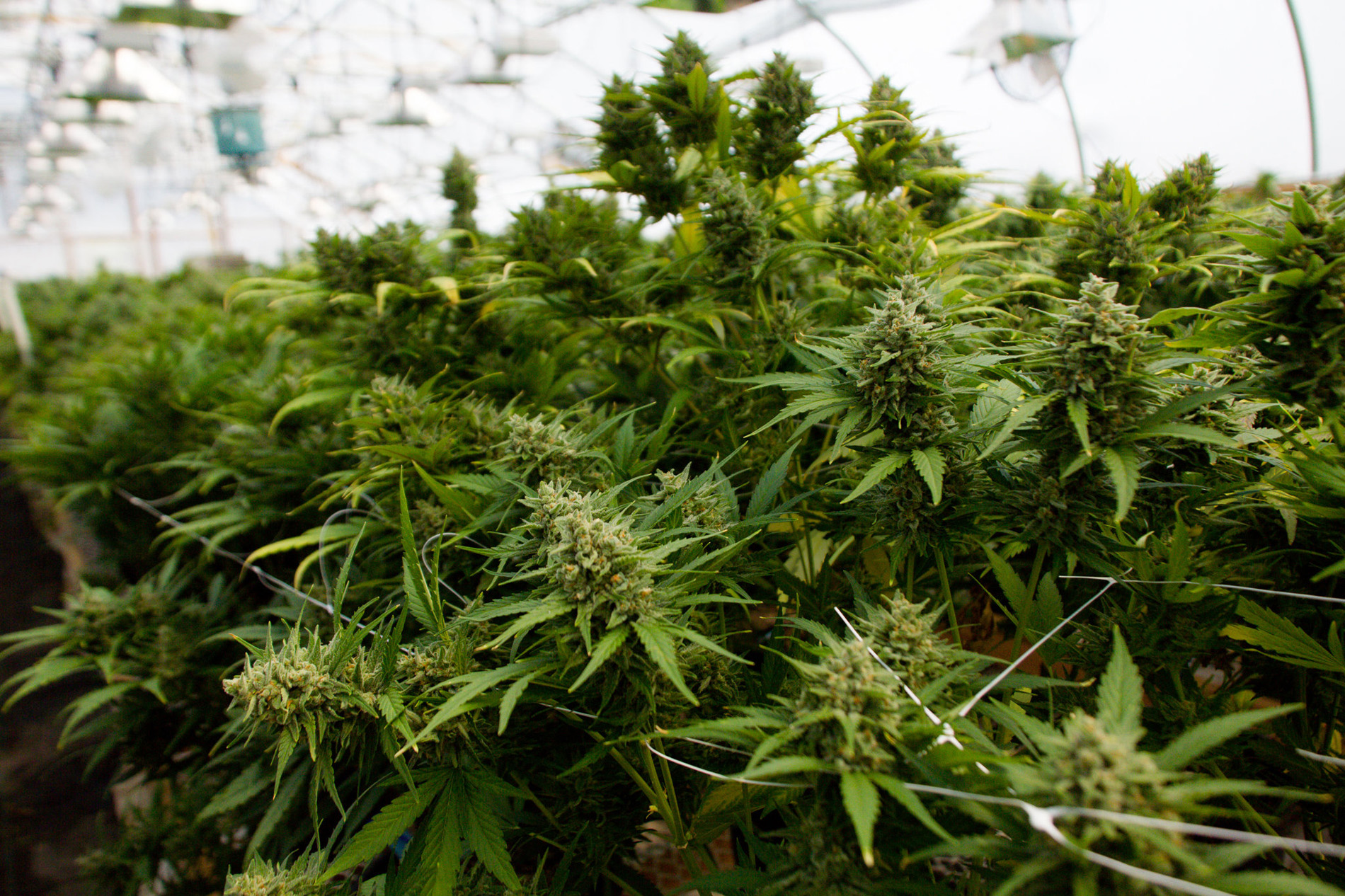 Cannabis plants healthy growth in a Solexx Greenhouse