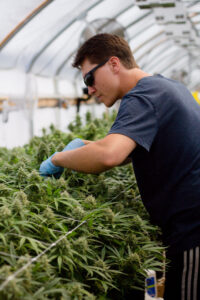 Grower tending to cannabis plants in Solexx Greenhouse