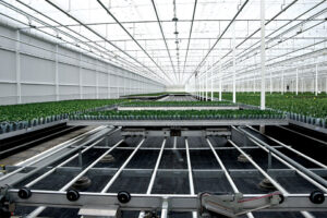 Large commercial greenhouse full of green plants